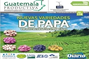 Nuevas variedades de papa pronto estaran en el mercado